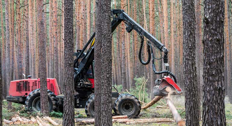 pixabay.com | Mario Hagen | Wald Holz