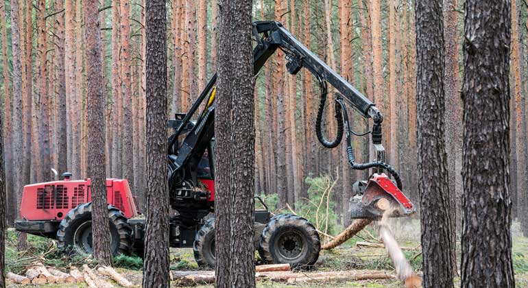 Reform der Erneuerbare-Energien-Richtlinie: Holzverbrennung soll bedingt erneuerbar bleiben