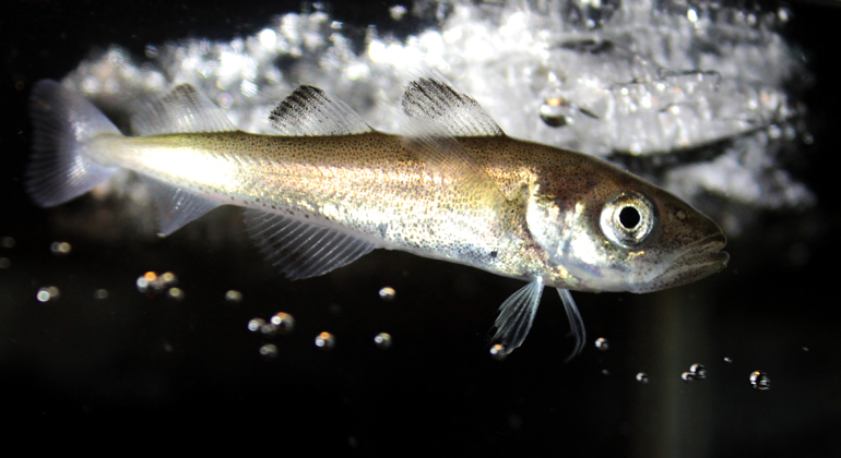 The Arctic polar cod Boreogadus saida © Hauke Flores | awi.de