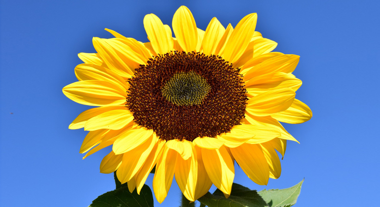 pixabay.com | Ulrike Leone | Sonnenblume