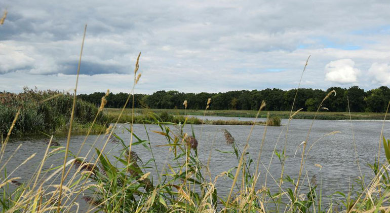 Oder-Katastrophe: von Erholung nach dem Fischsterben keine Spur