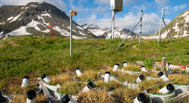 Early green, early brown – climate change leads to earlier senescence in alpine plants