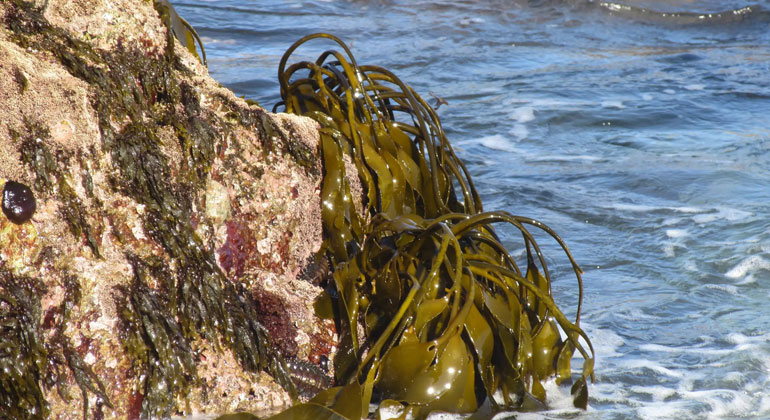 Hagen Buck-Wiese/Max-Planck-Institut für Marine Mikrobiologie