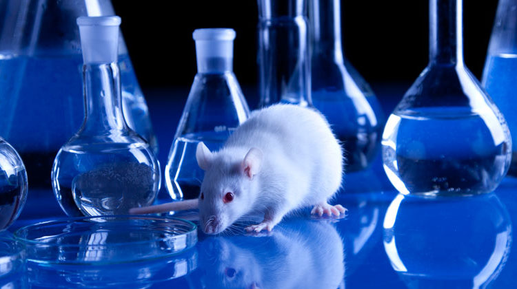 Depositphotos.com | Bruno Weltmann | Tierversuche