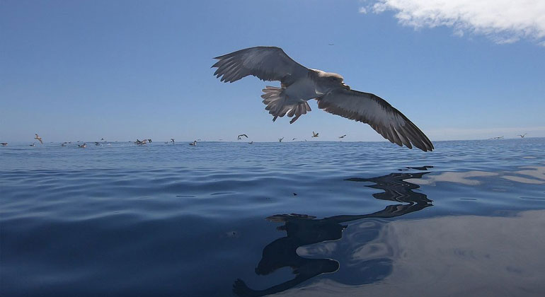 Microplastics change the intestinal flora of seabirds