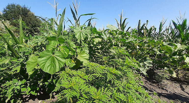 Invasive Arten richten so viel Schaden an wie Naturkatastrophen