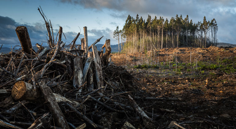 Bioenergy as bad as fossils if there is no pricing of CO2 emissions from land-use change