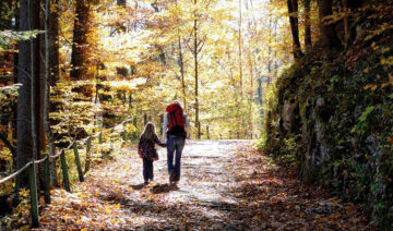 pixabay.com | Antranias | Wald