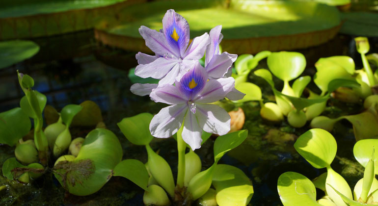 pixabay.com | Krakowianin | Wasserhyazinthe