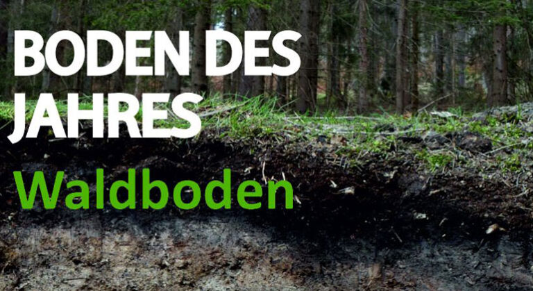 Der Waldboden ist Boden des Jahres 2024 Sonnenseite Ökologische
