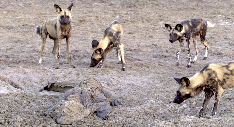 Alarmierende Hitzerekorde und Dürre im südlichen Afrika