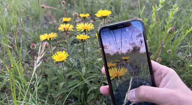 How a plant app helps to identify the consequences of climate change