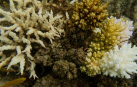 Ove Hoegh-Guldberg | unimelb.edu.au