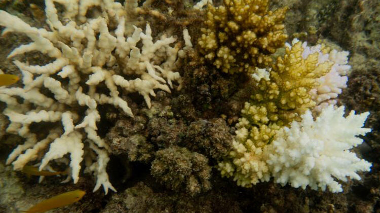 Ove Hoegh-Guldberg |  unimelb.edu.au