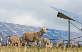 Depositphotos.com | thaka11 | Solarpark Tiere