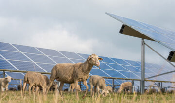 Depositphotos.com | thaka11 | Solarpark Tiere