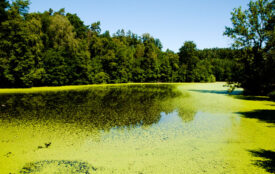 Depositphotos.com | adwo@hotmail.com | See mit Grünalgen