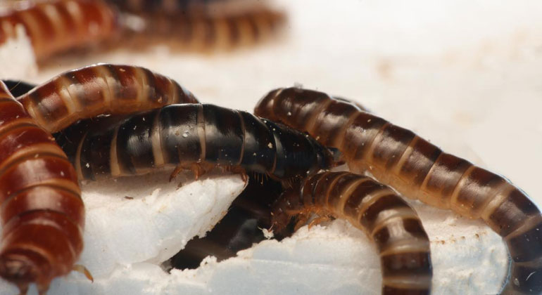Can the mealworm be the answer to Africa’s plastic waste problem?