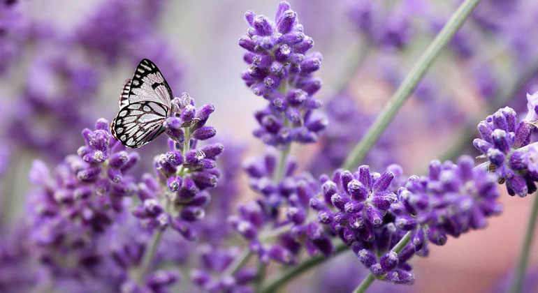 Flower Power: Lavendelöl macht Natrium-Schwefel-Batterien langlebiger 