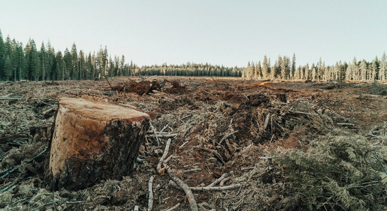 Losing forest carbon stocks could put climate goals out of reach