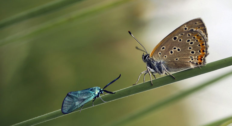 Eine Stadt für mehr Insektenschutz