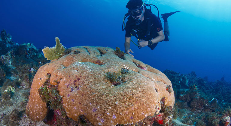 Ocean Warming Threatens Even Resilient Caribbean Corals