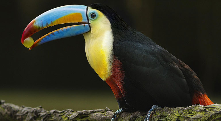Why animals are a critical part of forest carbon absorption