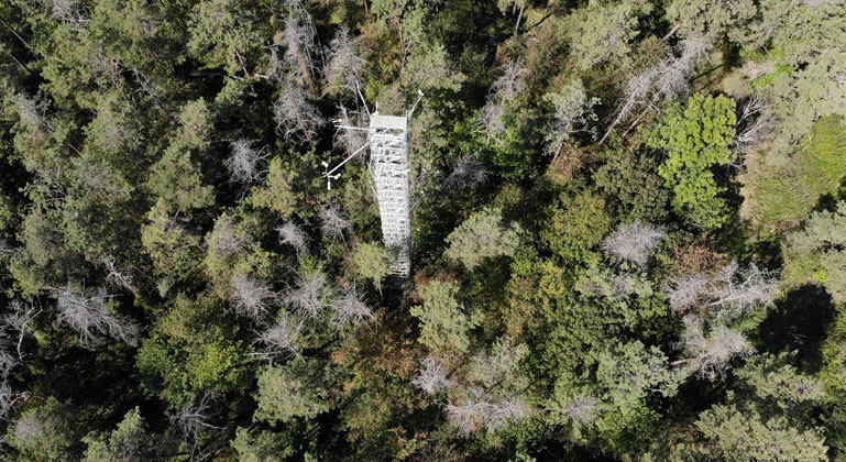 Years of drought turn pine forest into source of CO₂