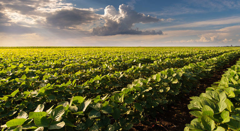 Study shows how a common fertilizer ingredient benefits plants