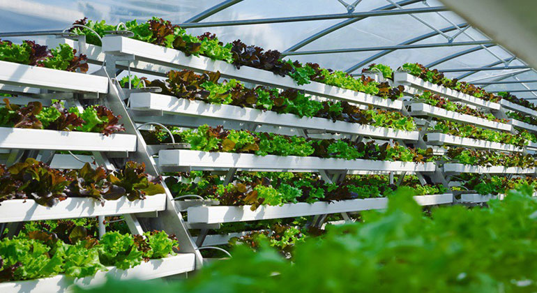 Gemüseanbau in Stadtnähe