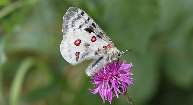 Rote Liste: Weniger Schmetterlinge in Deutschland