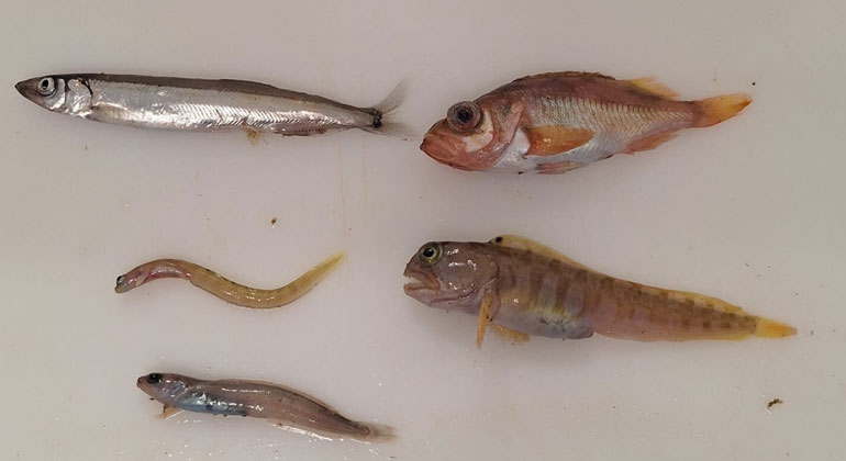 How a heat wave in 2003 has changed the North Atlantic until today