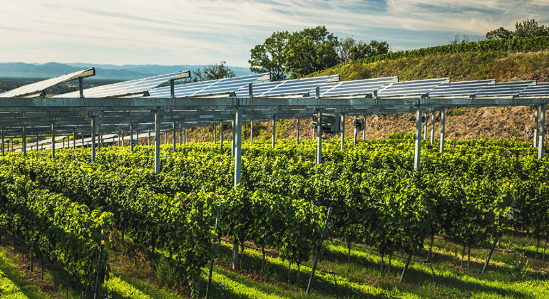 Machbarkeitsstudie: PV-Anlage auf bisherigen Weinbergflächen