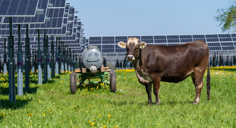 Energiewende bei Nestlé: mit Agri-Photovoltaic-Anlage auf der Kuhweide und Wärmepumpen in die Zukunft
