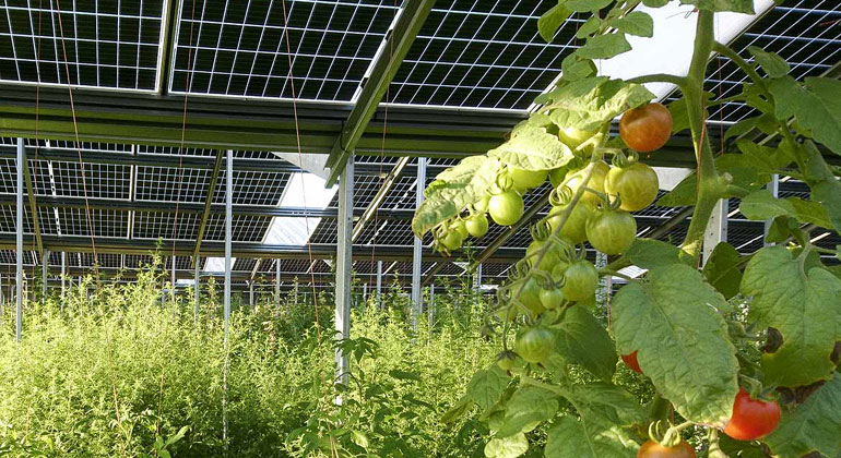 SUNfarming GmbH startet den Bau eines der größten Agri-PV-Projekte Europas