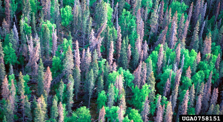 Satellites spot forest stress two years before bark beetle die-offs become apparent